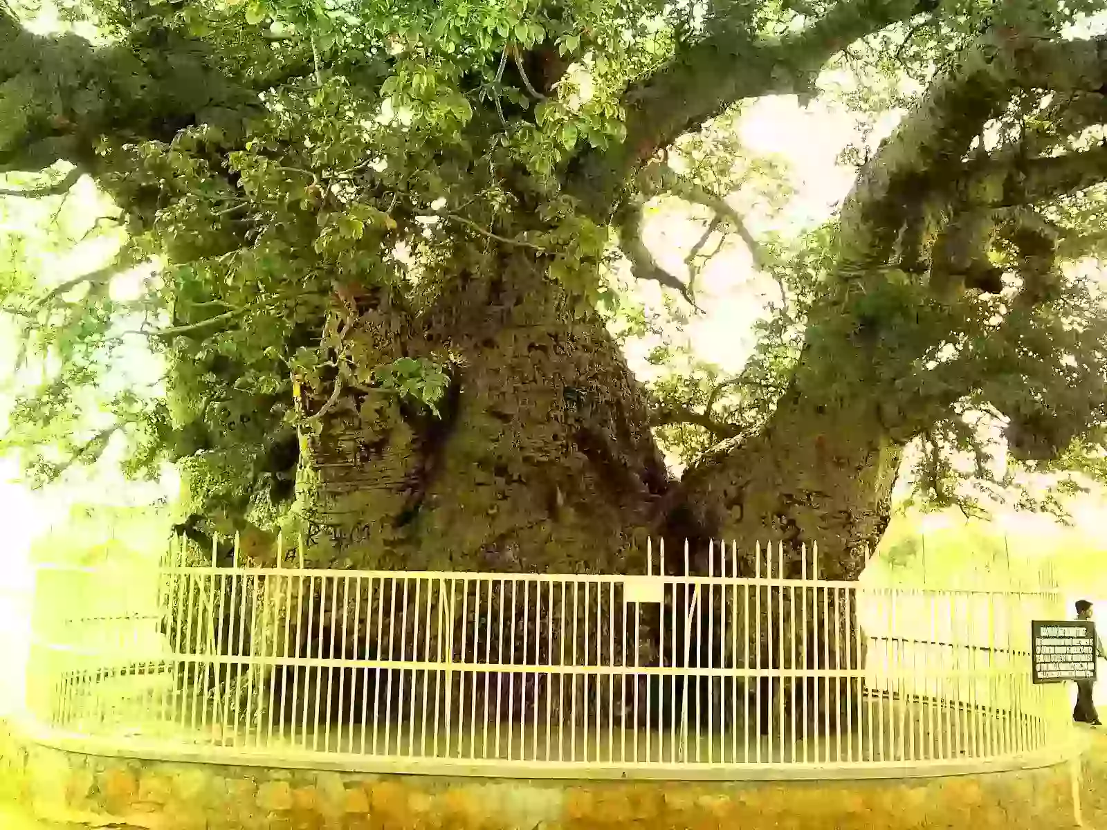 Biggest Baobab - The Cave of 40 Thieves