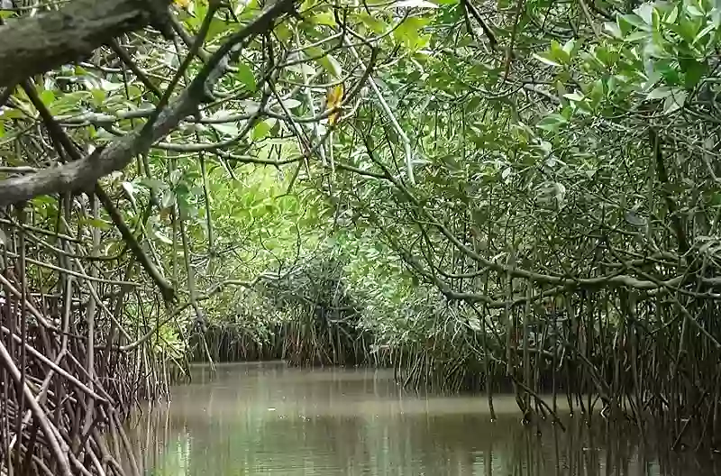 Chidambaram Pichavaram Boating Sight Seeing Places