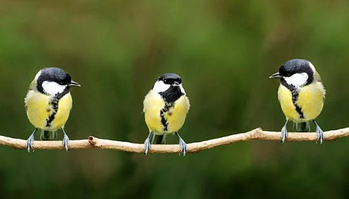 Chidiya Tapu - one of the best places to see the sunset in Port Blair Chidiya Tapu - one of the best places to see the sunset in Port Blair