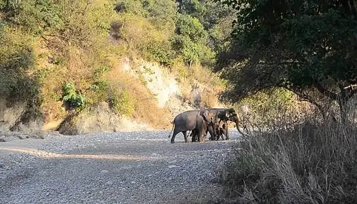 A family of elephants at the popular Rajaji National Park