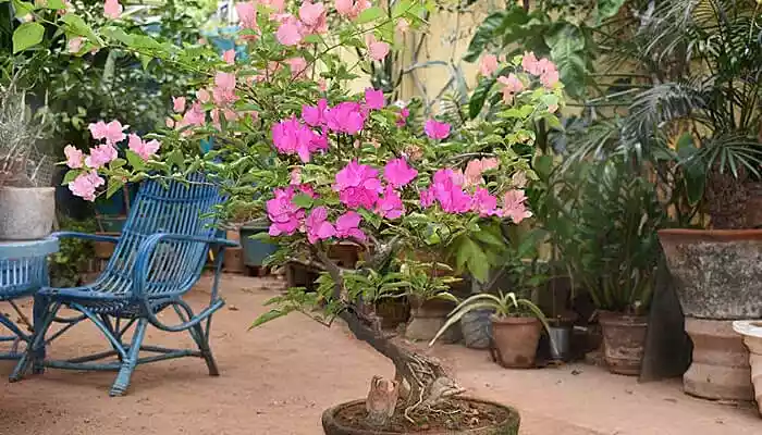 Ganesh Garden in Pondicherry