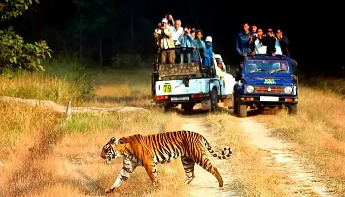 Jeep safari in Jim Corbett is one of the most popular tourist attractions in Uttarakhand