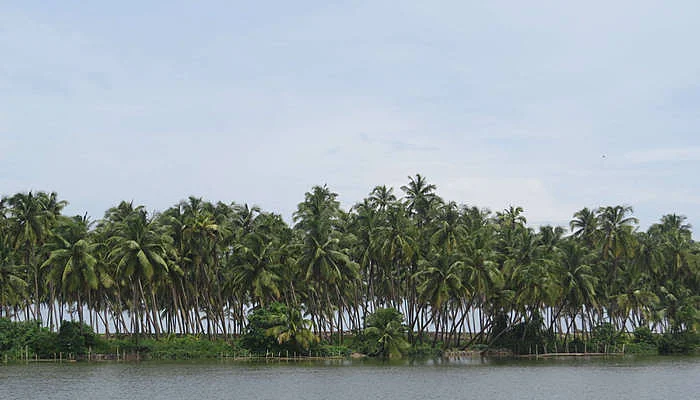 Kavvayi Backwaters