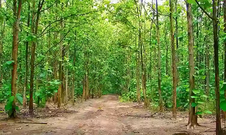 Kottachedu Teak Forest Kottachedu Teak Forest