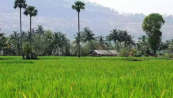 Palakkad