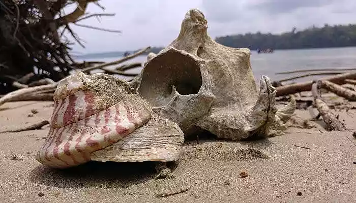 Red Skin Island Red Skin Island