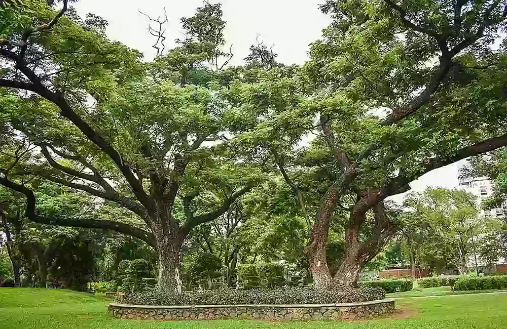Semmozhi Poonga, Chennai