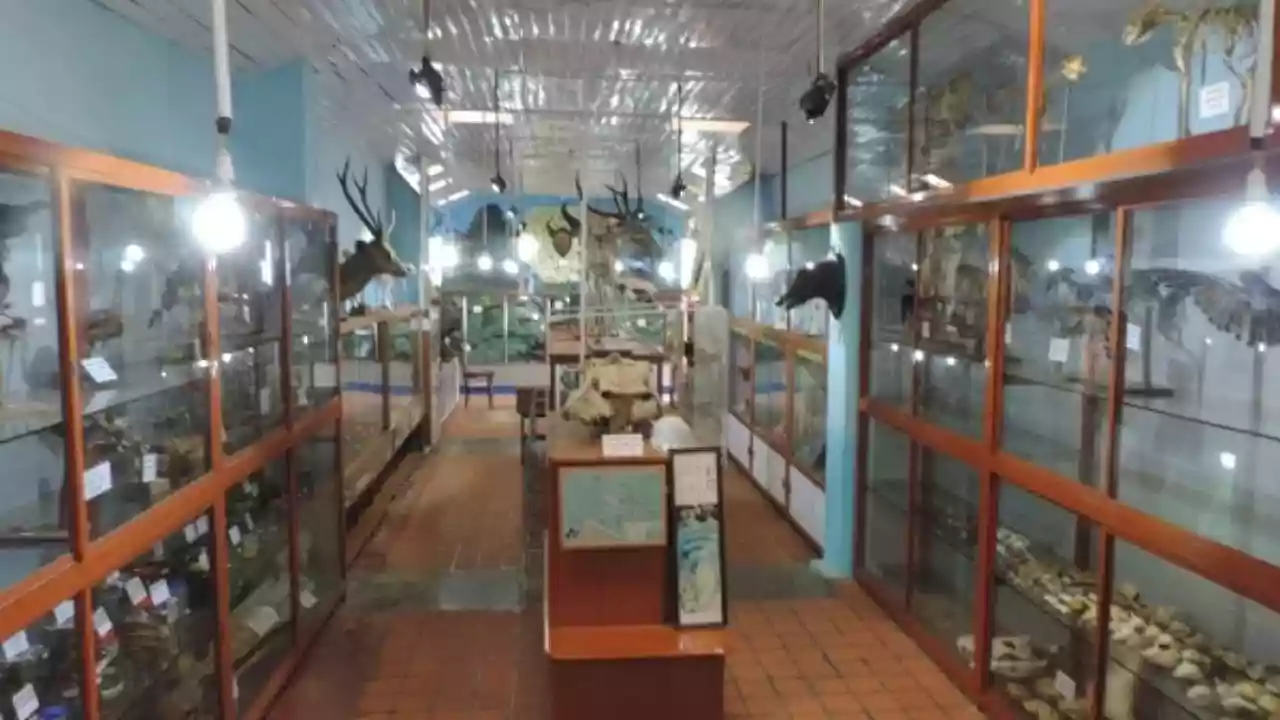 Cat Family Taxidermy Statues