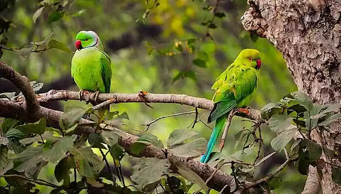 Shuka Vana in Mysore Shuka Vana in Mysore