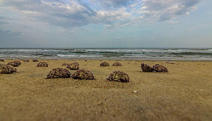 Veerampattinam beach in Pondicherry